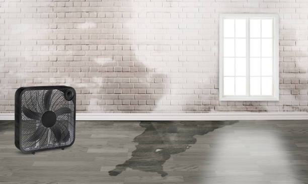 Best Water damage restoration specialists  in Conrad, MT